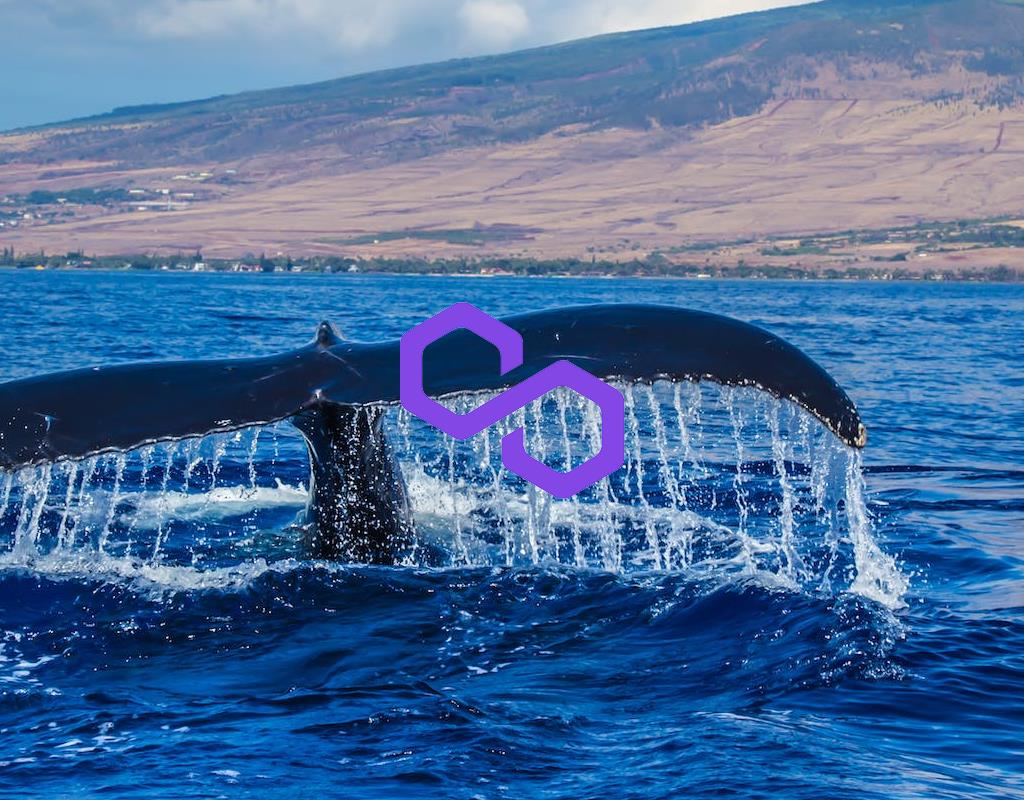 Polygonal Whale (MATIC) suddenly moves over $200 million in crypto as Market Consolidates